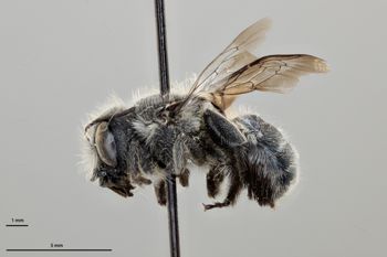 Media type: image;   Entomology 790493 Aspect: habitus lateral view